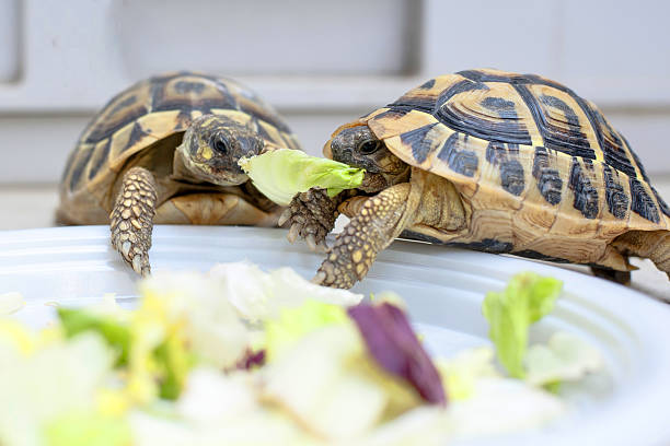 Two turtles in competition Two turtles in competition on a white dish tortoise stock pictures, royalty-free photos & images