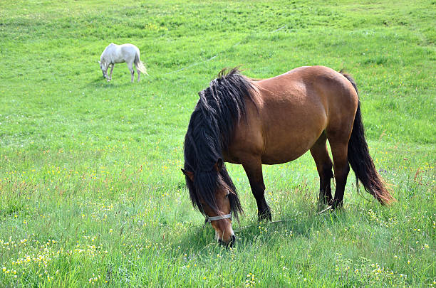istock Brown and white horse 484944250