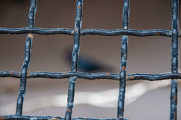 fer avec barrière - bird netting cage birdcage photos et images de collection