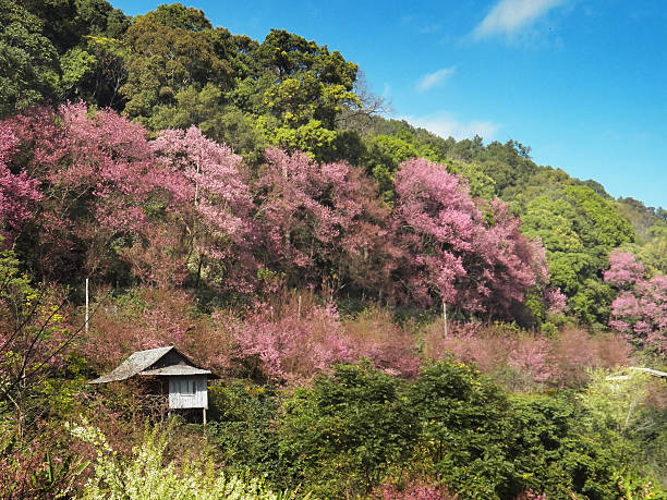 istock Wooden hut in the mountains 484945899