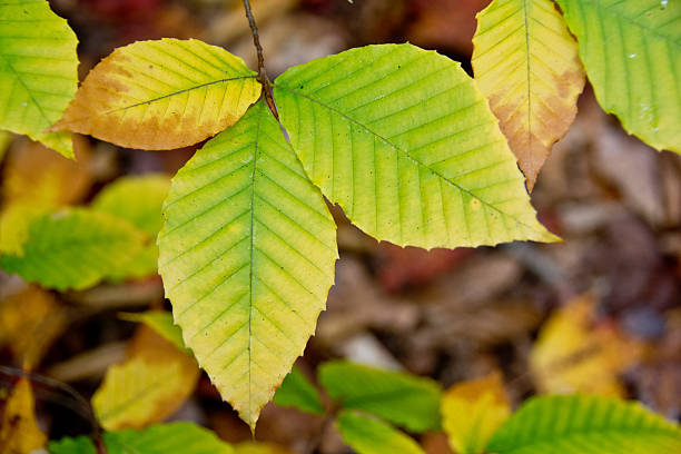 beech blätter im herbst - american beech stock-fotos und bilder