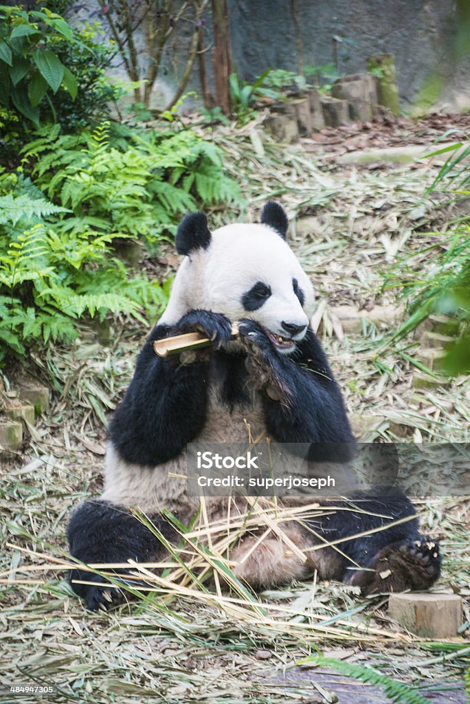 panda china Animal Stock Photo