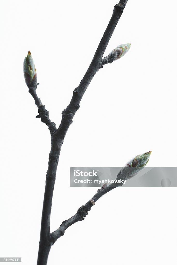 Spring leaves isolated  http://i445.photobucket.com/albums/qq173/myshkovsky/spring_zps947f75cc.jpg  Beginnings Stock Photo