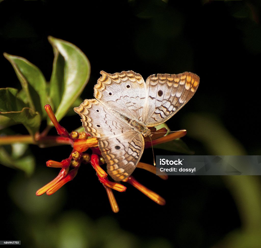 Weißer Pfau Schmetterling auf Firebush Plant - Lizenzfrei Beige Stock-Foto Weißer Pfau Schmetterling auf Firebush Plant - Lizenzfrei Beige Stock-Foto
