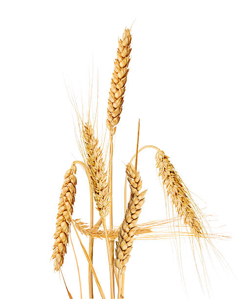 istock bunch of golden ears on white 484947931