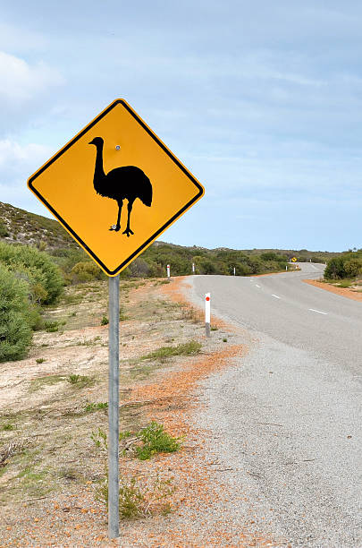 istock Warning Sign on a Winding Road in Australia 484949030