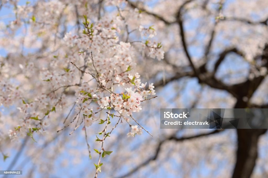 Sakura blossoms Close-up of a japanese cherry tree in full bloom. 2015 Stock Photo