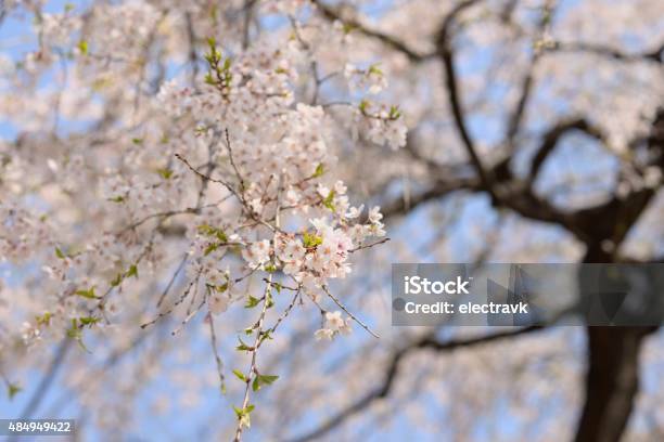 Sakura Blossoms Stock Photo - Download Image Now - 2015, Beauty In Nature, Blue