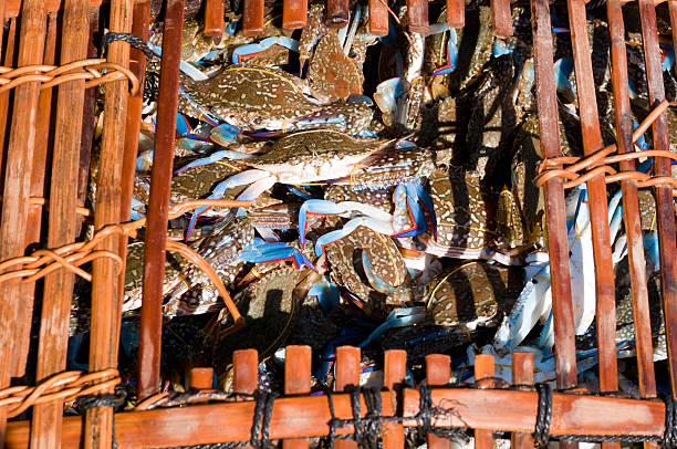 Kep Cambodia. Blue crabs are a local delicacy in Kep.  While I was sat on a sea wall a group of crab’s sellers appeared and set up their ad hoc market.  They keep them fresh by placing the baskets in the sea