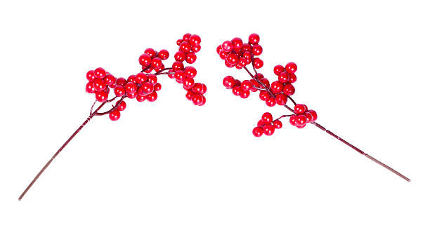 istock The branches of viburnum 484949717
