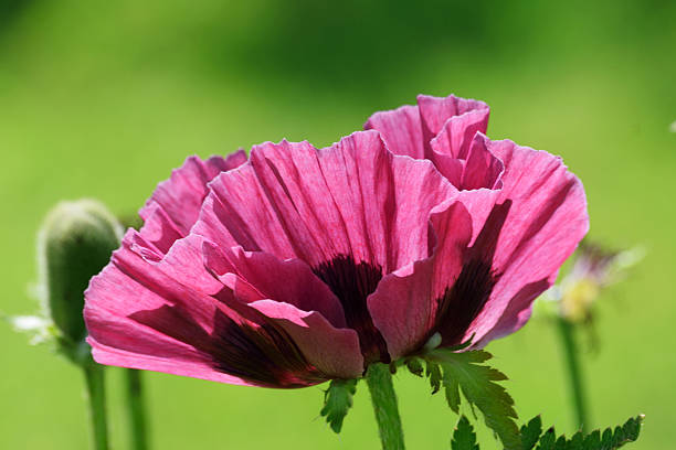 сливовый цветной мак восточный. - oriental poppy стоковые фото и изображения