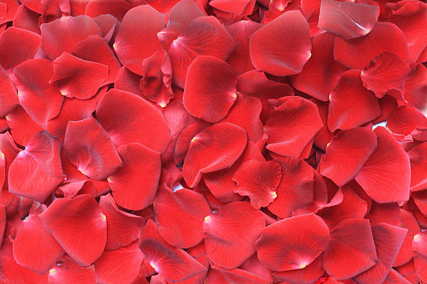 istock petals of red rose 484950069
