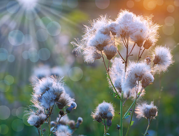 istock Fluffy wildflowers at sunset in meadow 484950370