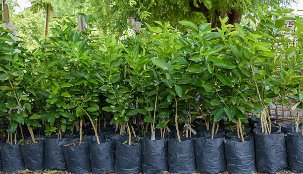 Lemon seedlings ready to be planted.