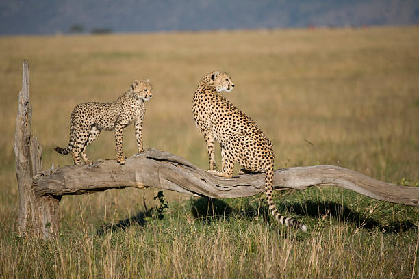 istock Adult female Cheetah (Acinonyx jubatus) with cub on dead tree 484950725