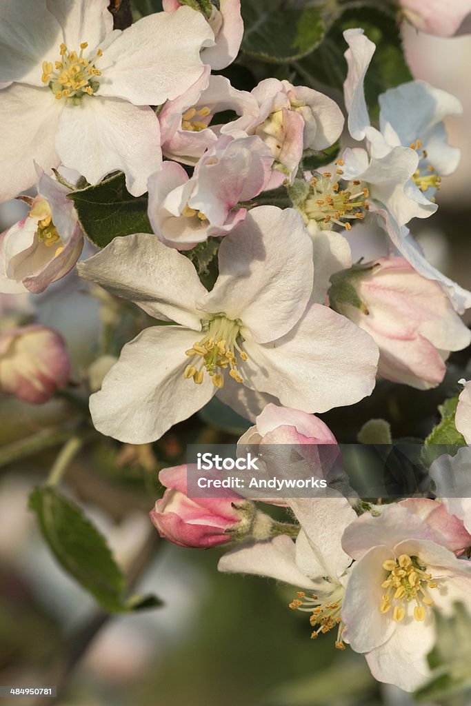Fleur de pomme - Photo de Agriculture libre de droits
