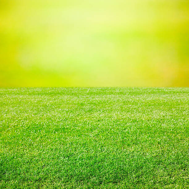 istock Lawn grass background with abstract bokeh of green foliage 484950910