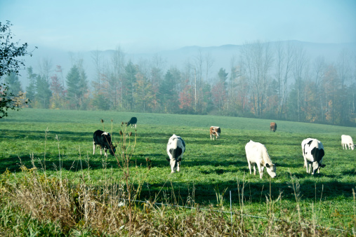 Dairy cows peacefully eat grass on a Vermont mountain pasture on a misty autumn morning.