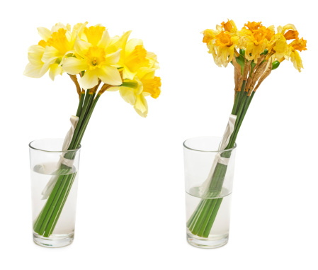 Fresh and dried daffodil flower in glass vase isolated on white background