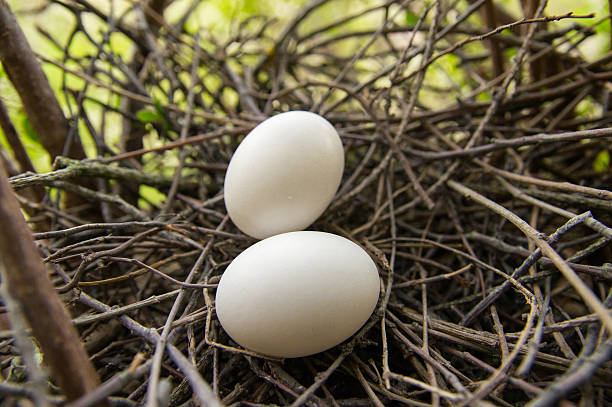 istock nest and eggs of a ringdove / pigeon 484951535
