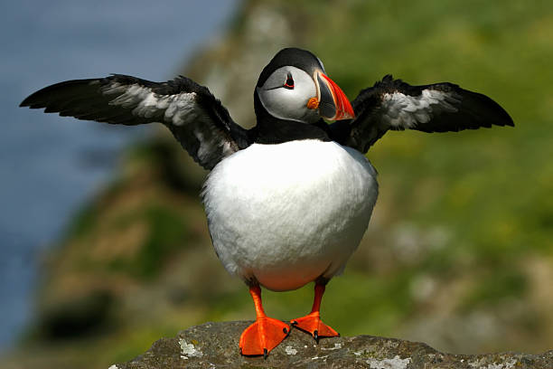 A plump Puffin bird stretches its wings out wide in a comical way.