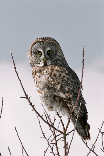 A large, magnificent Great Gray Owl looks back at us from atop a small tree with a plain, pale sky behind it.