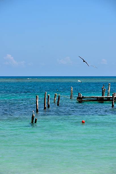 istock Pelicans in the Caribbean Sea 484952167