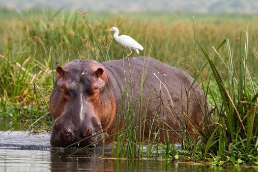Hipopótamo (hipopótamo amphibius) con garcilla bueyera (Bubulcus escarlata) photo