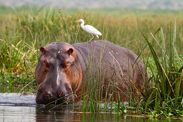 ippopotamo (ippopotamo amphibius) con airone guardabuoi (bubulcus ibis) - ippopotamo foto e immagini stock