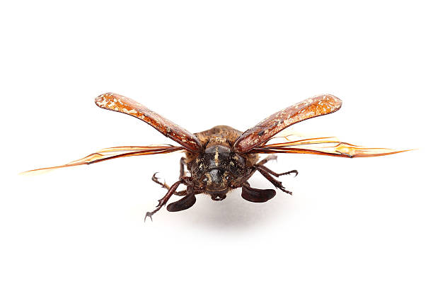 istock Cockchafer (Polyphylla fullo) with open wings on white 484952291