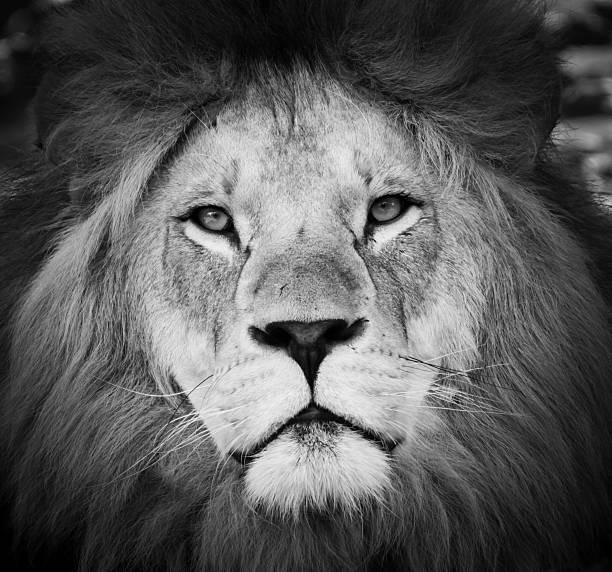 istock Black and white Portrait of  a lion 484954964