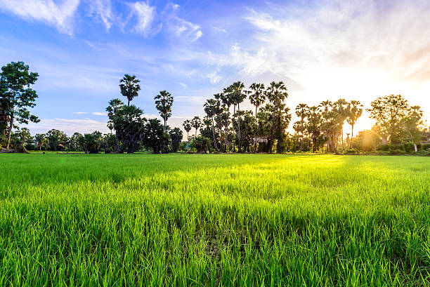 istock Rice field with palm tree in morning, Phetchaburi Thailand. 484956364