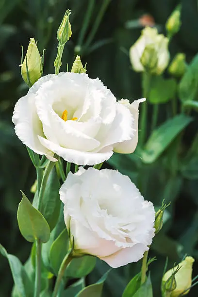 Close up of white flowering lisianthus or eustoma plants blossom in flower garden