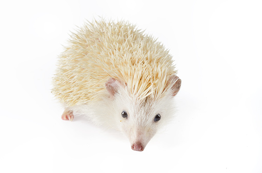 isolate of african pygmy hedgehog