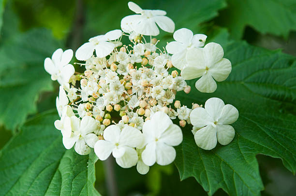 istock viburnum blossom and leaves 484957796