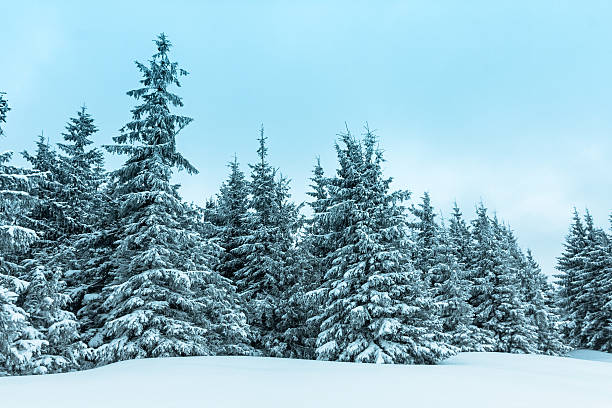 istock Beautiful winter landscape with snow covered trees 484958312