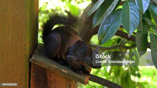 Vancouver Wildlife Stock Photo - Download Image Now - 2015, Animal, Fluffy