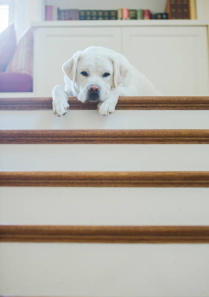 istock Labrador Retriever on the Stairs 484958544
