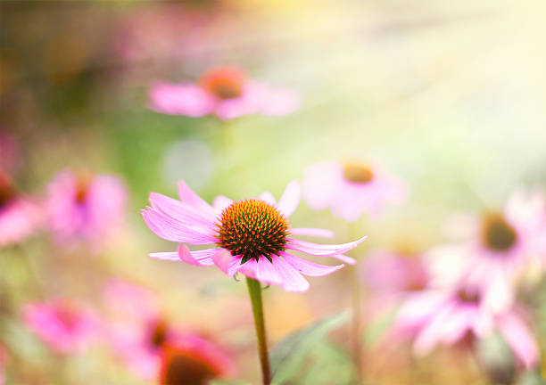 Pink and yellow coneflower (Echinacea) in the garden