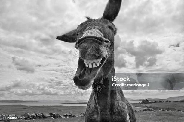 Burro Riendogif Riendo Burro Foto de stock y más banco de imágenes de Burro - Animal ...