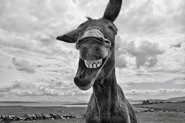 Laughing Donkey A donkey on an island off the west coast of Ireland looks as though he is laughing. Shot in Black and White. animal mouth stock pictures, royalty-free photos & images