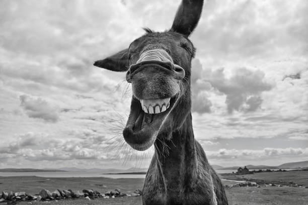 Laughing Donkey stock photo