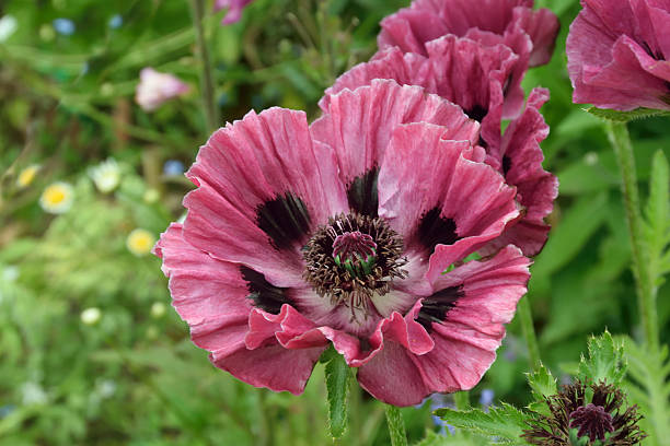 мак восточный. - oriental poppy стоковые фото и изображения