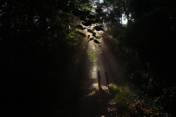 istock light of haven  in the forest 484959146