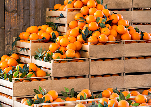 Stacked wooden crates of fresh ripe oranges on display at a farmers market or store from a freshly harvested agricultural crop