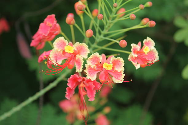 istock flower of Thailand 484959200