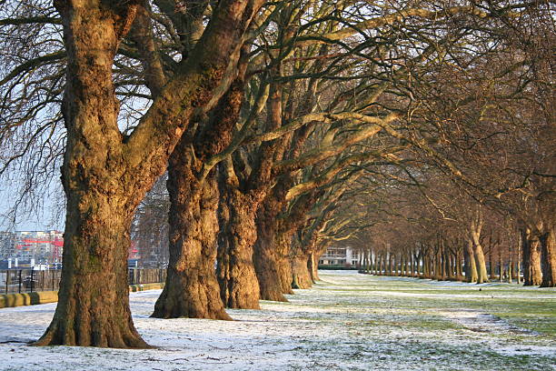 Wandsworth park after the snow Avenue of trees in Wandsworth park after a snow day in South West London wandsworth photos stock pictures, royalty-free photos & images