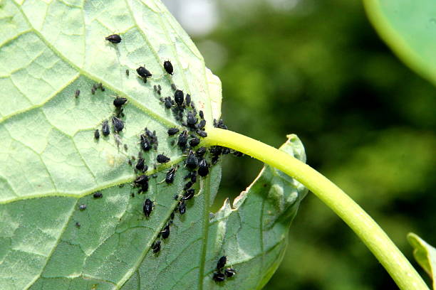 istock Black aphids on nasturtium plant close up 484960446