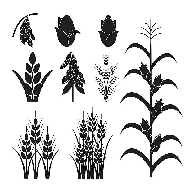 proste ikony roślin rolniczych - whole wheat obrazy stock illustrations