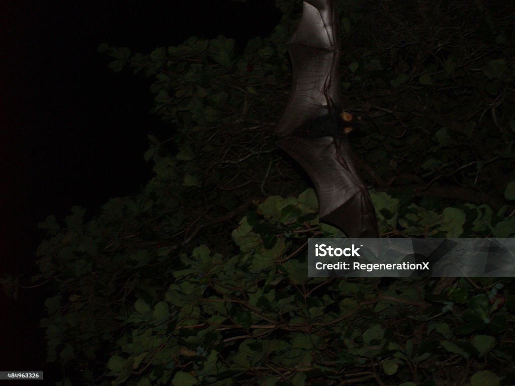 Flying Bat in the night 2015 Stock Photo